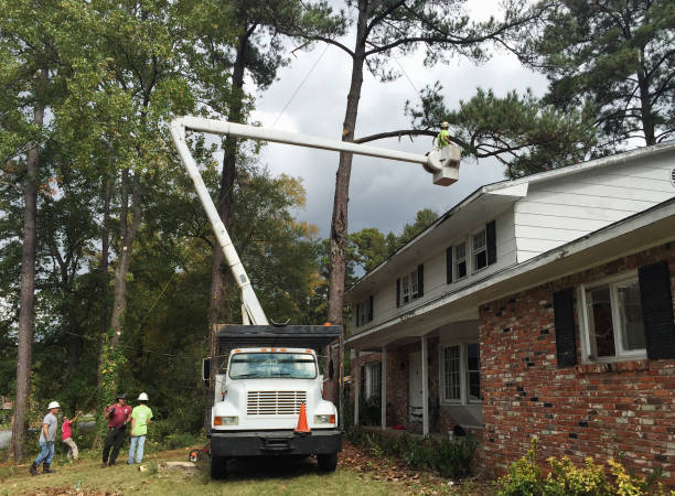 Best Storm Damage Tree Cleanup  in Exmore, VA