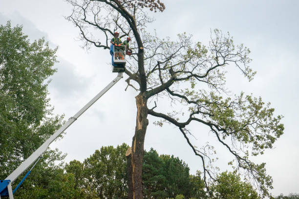 Best Tree Maintenance Programs  in Exmore, VA