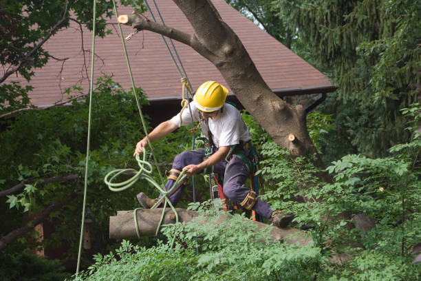 Reliable Exmore, VA Tree Care Solutions