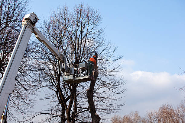 How Our Tree Care Process Works  in  Exmore, VA