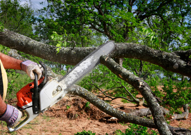 Best Tree Planting  in Exmore, VA