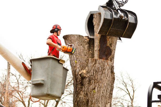 Best Commercial Tree Services  in Exmore, VA